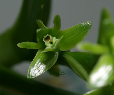 Epidendrum rigidum,  flowers 1.5 cm