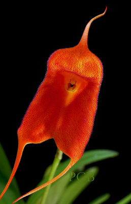 Masdevallia veitchiana hybrid