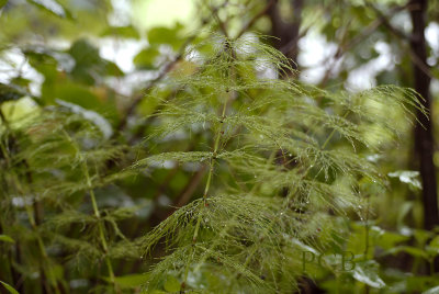 Bospaardestaart, Equisetum sylvaticum