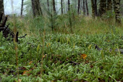 Grote wolfsklauw, Lycopodium clavatum