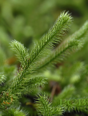 Grote wolfsklauw, Lycopodium clavatum