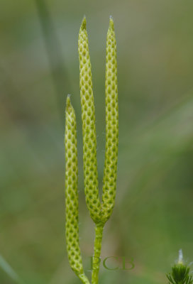 Grote wolfsklauw, sporenaar, Lycopodium Clavatum