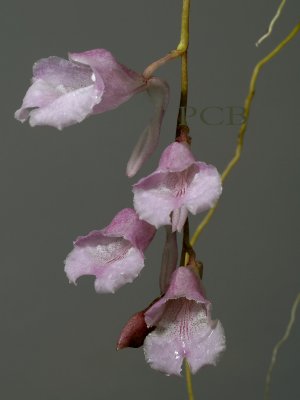 Rodriquezia sp.  flowers 3 cm