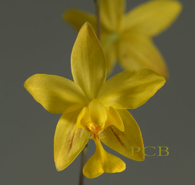 Spathoglottis lobii, flower 3 cm
