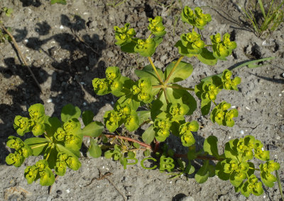 Kroontjeskruid, Euphorbia helioscopia
