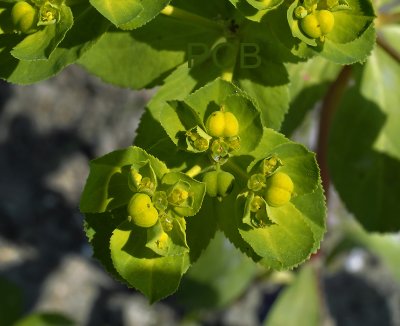 Kroontjeskruid close, Euphorbia helioscopia