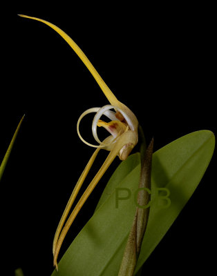 Maxillaria bradei, total height of flower about 12 cm