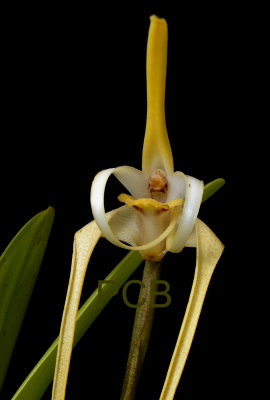 Maxillaria bradei, front