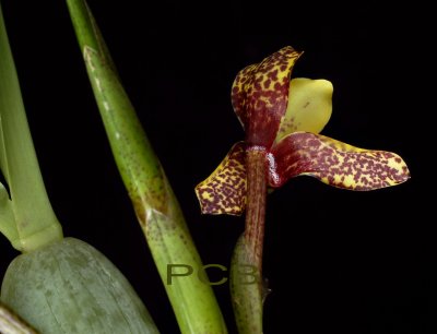 Maxillaria pardalina, back view