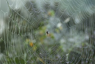 Web, nachtvorst