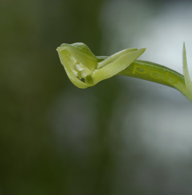 Habenaria lucida