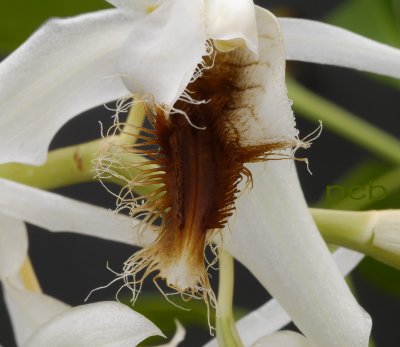 Coelogyne barbata