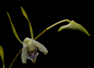 Dendrobium antennatum