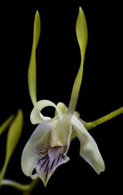 Dendrobium antennatum