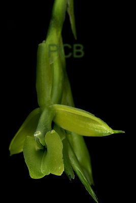 Epidendrum sp.  flower  2.5 cm