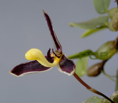 Bulbophyllum alkmaarense, flower 3.5 cm and very dark for alkmaarense