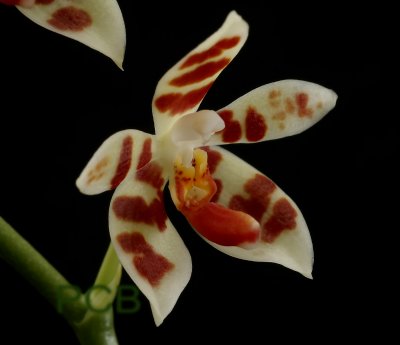 Phalaenopsis maculata,  2.5 cm