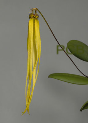 Bulbophyllum thiurum