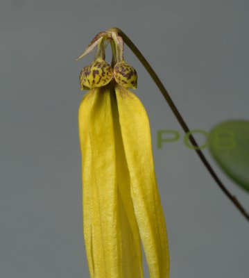 Bulbophyllum thiurum, close