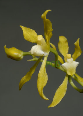 Dasyglossum myanthum ssp. xanthinum