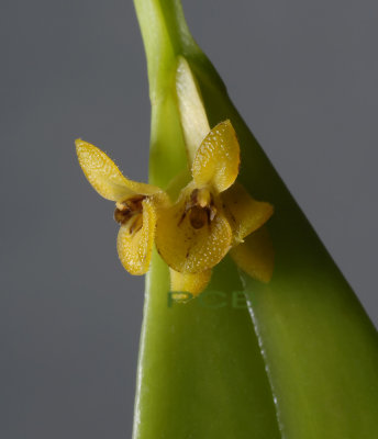 Pleurothallis consatae, flowers 6 mm