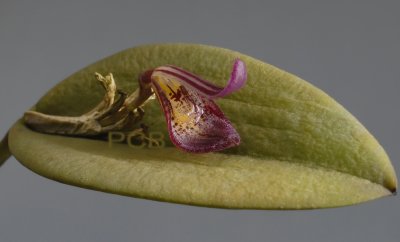 Pleurothallis recurvipetala, flower 1 cm