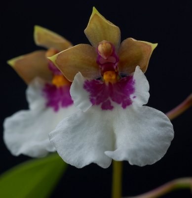 Caucaea nubigena, flower 3 cm