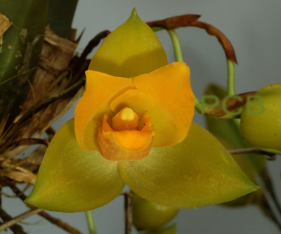 Lycaste cruenta