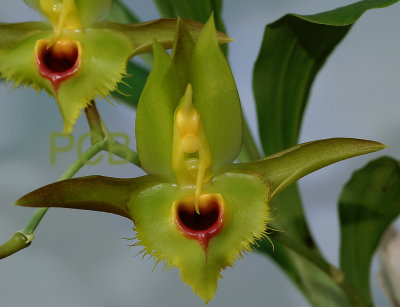 Catasetum osculatum