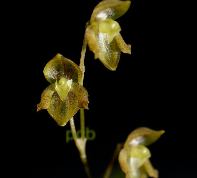 Pleurothallis dentipetala, missing hair, height of flower  7-8 mm