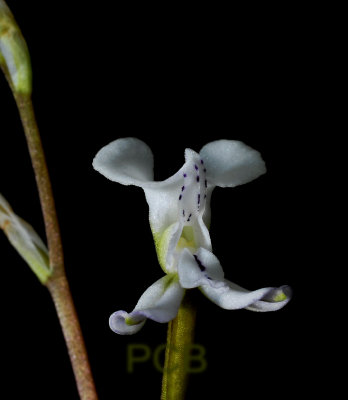 Disa sagittata, flower 13 mm