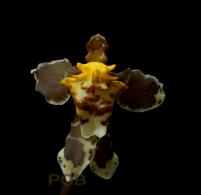 Oncidium sp. as previous