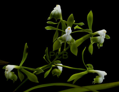 Epidendrum sp. flowers 3 cm, spike 30 cm