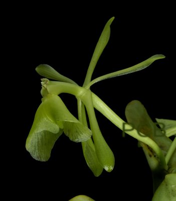 Epidendrum apaganum, flowers 3 cm, spike 50 cm