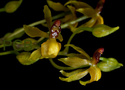 Trigonochilum murinum syn. cyrtochilum murinum