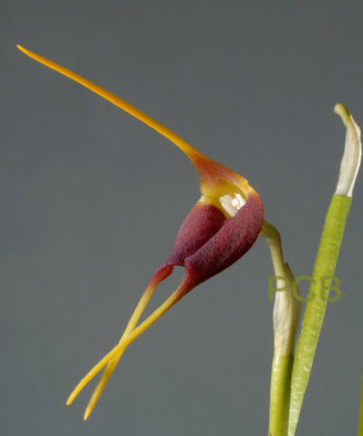 Masdevalia rolfeana, total height of flower 8-9 cm