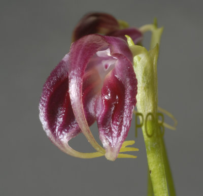 Masdevalia sp.  flower 2.5 cm