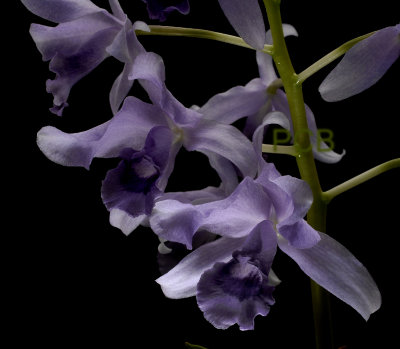 Cattleya bowringiana var. coerulea, botanic