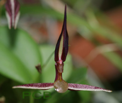 Pleurothallis mystax