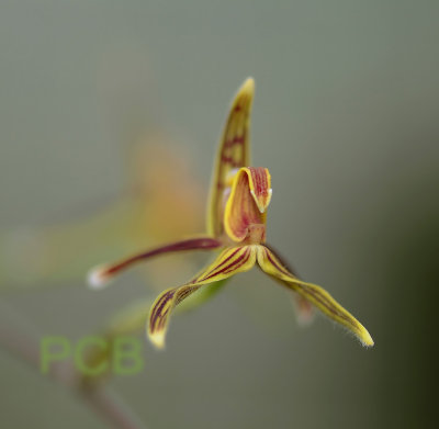 Bulbophyllum mistax