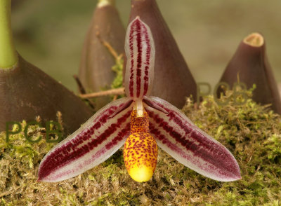 Bulbophyllum coloratum, Papua new G.