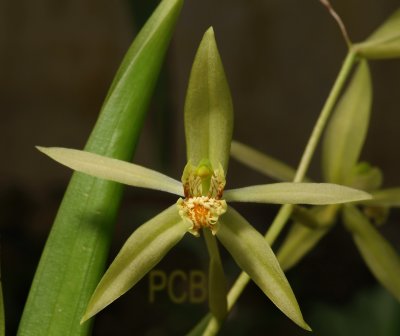 Coelogyne verrucosa