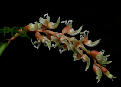 Dendrochilum cootesii