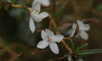 Glomera confusa, flowers 1 cm, Papua new G.