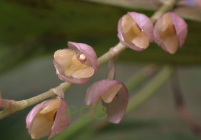 Pleurothallis sp. flower 5 mm across