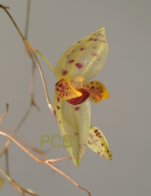 Pleurothallis janettiae