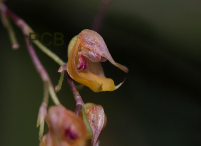 Scaphosepalum sp. flowers 1.5 cm