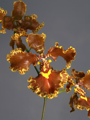 Oncidium forbesii