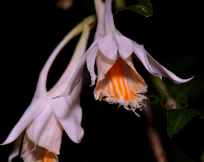Dendrobium longiflorum