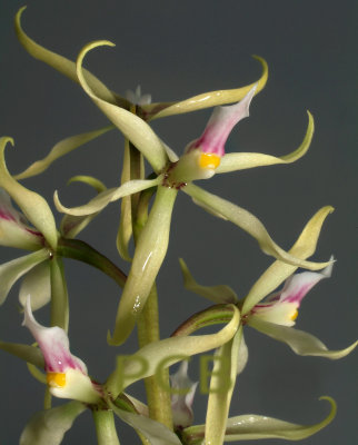 Prosthechea bulbosa